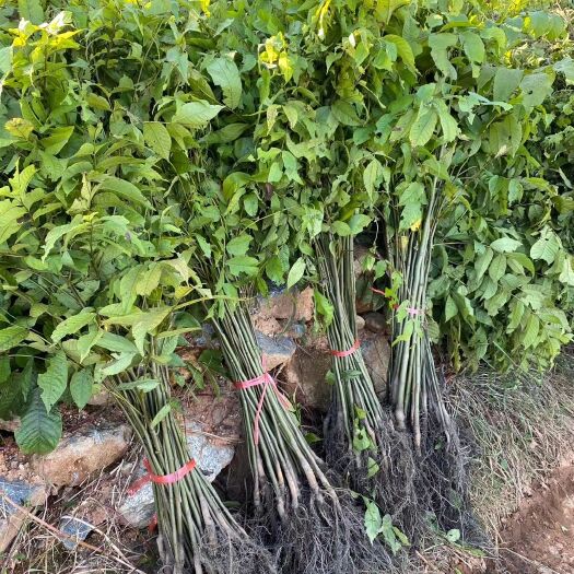 山核桃苗  云南核桃苗产地，占地核桃苗嫁接用核桃苗大量供应，实生核桃苗批