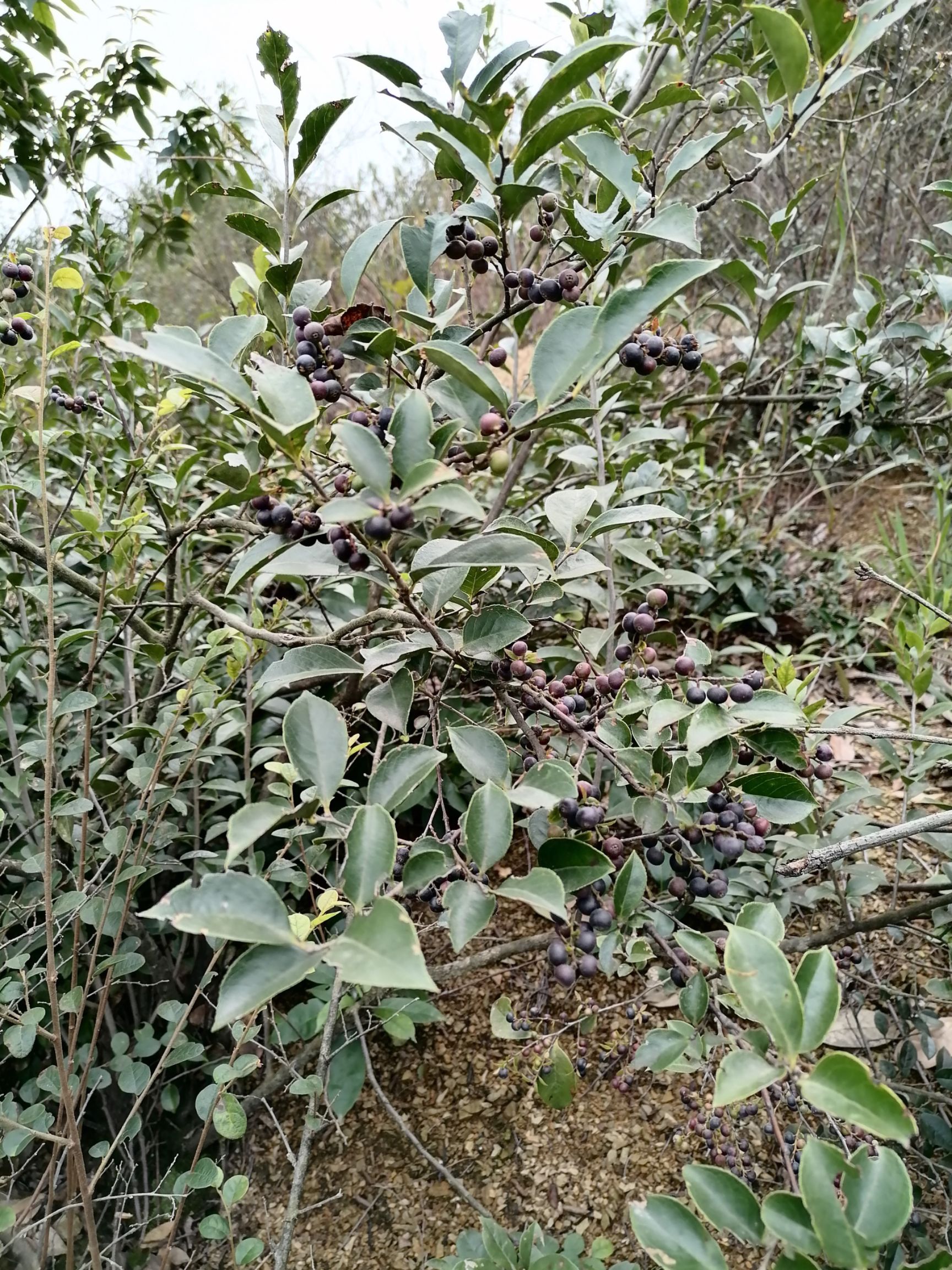 乌饭果，乌米饭叶种子，等