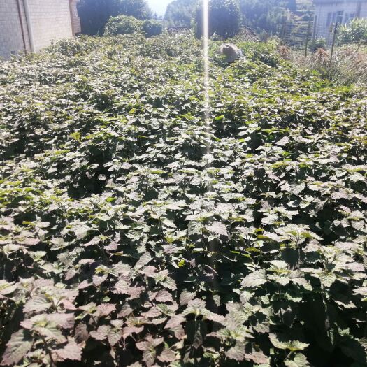 高州市海拔800多米。种植的广藿香