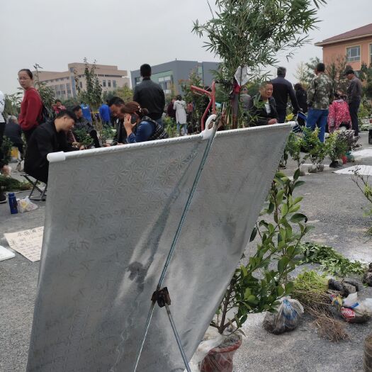 绍兴紫竹 