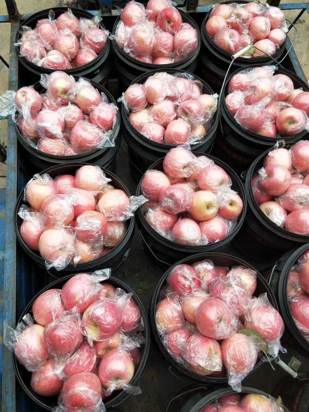 临猗苹果  芮城中条山山下苹果，甜度高，水分大。皮薄