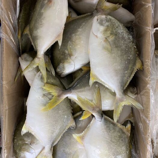 昆山市金鲳鱼 黄金鲳