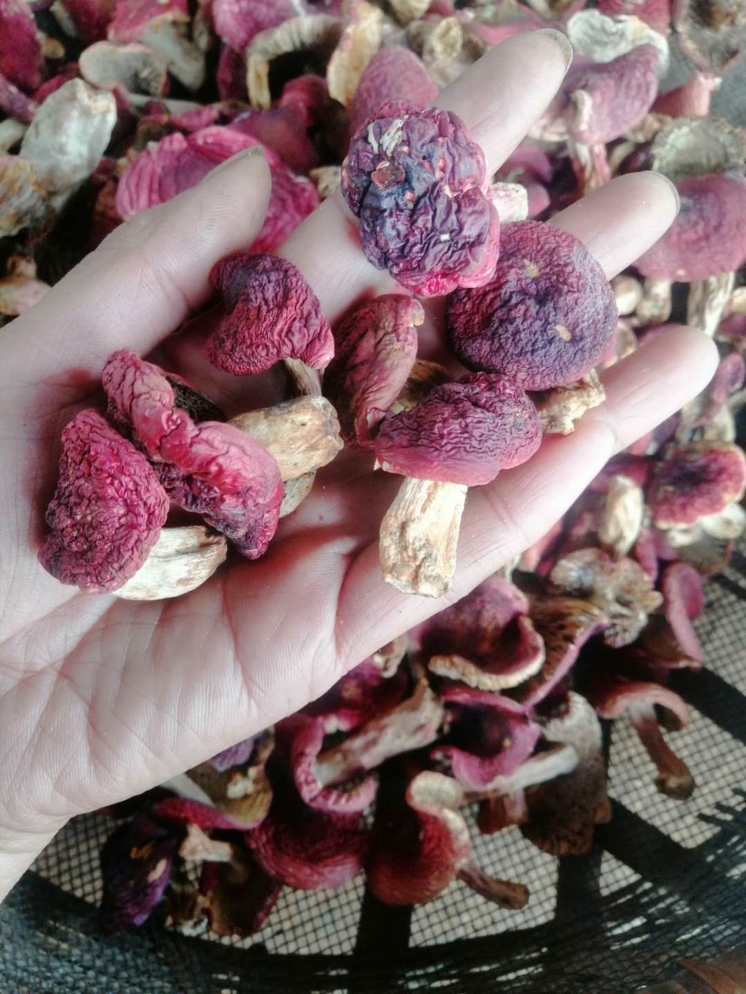 云南红菇