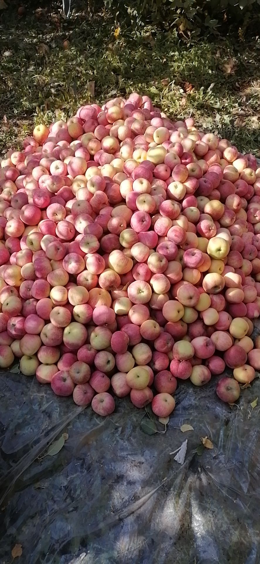 寒富苹果  新疆库尔勒和静县223团寒富大量上市