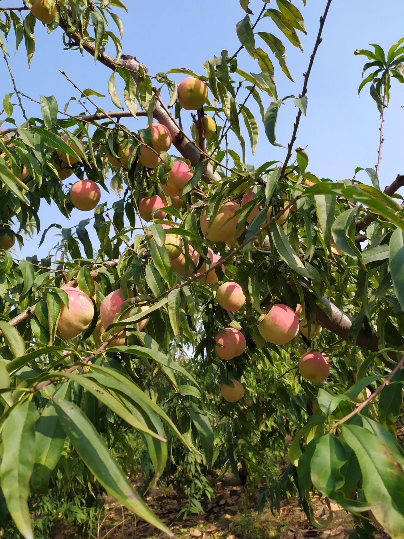 青州蜜桃 好吃的青州冬桃映霜红桃，脆甜多汁爽口