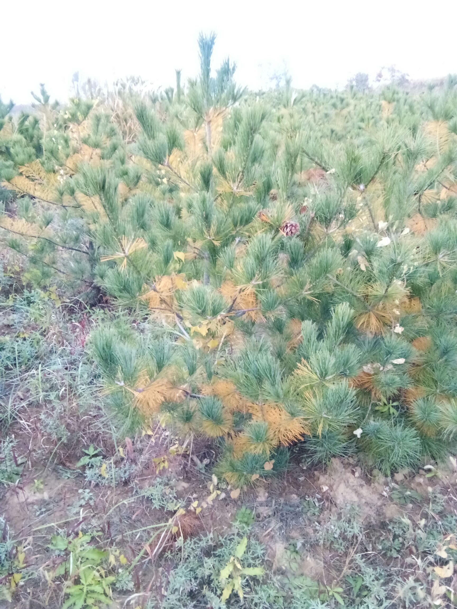 华山油松 华山松大量出售 基地供应，质量保障，一米五到5米