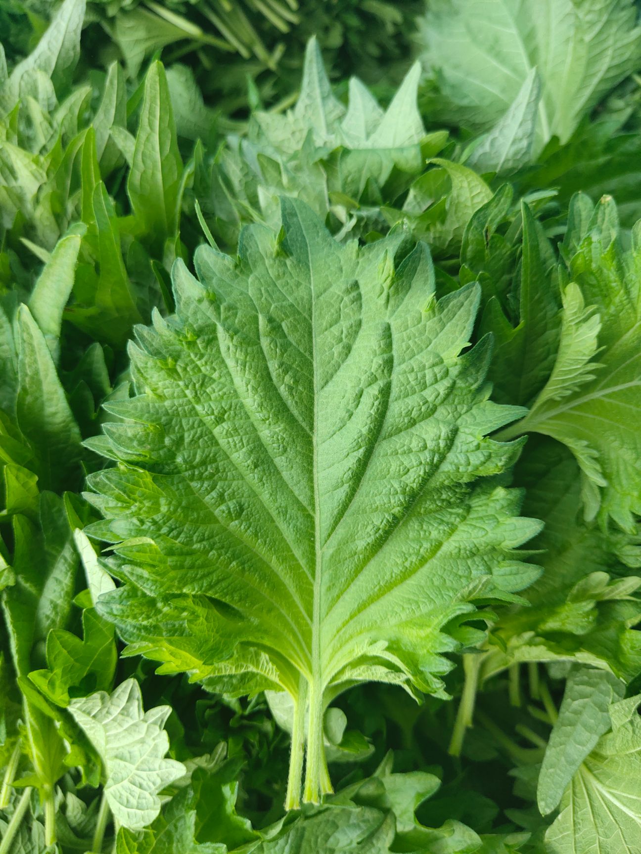 新鲜紫苏  新鲜苏子叶日本大叶紫苏叶料理刺身装饰摆盘用