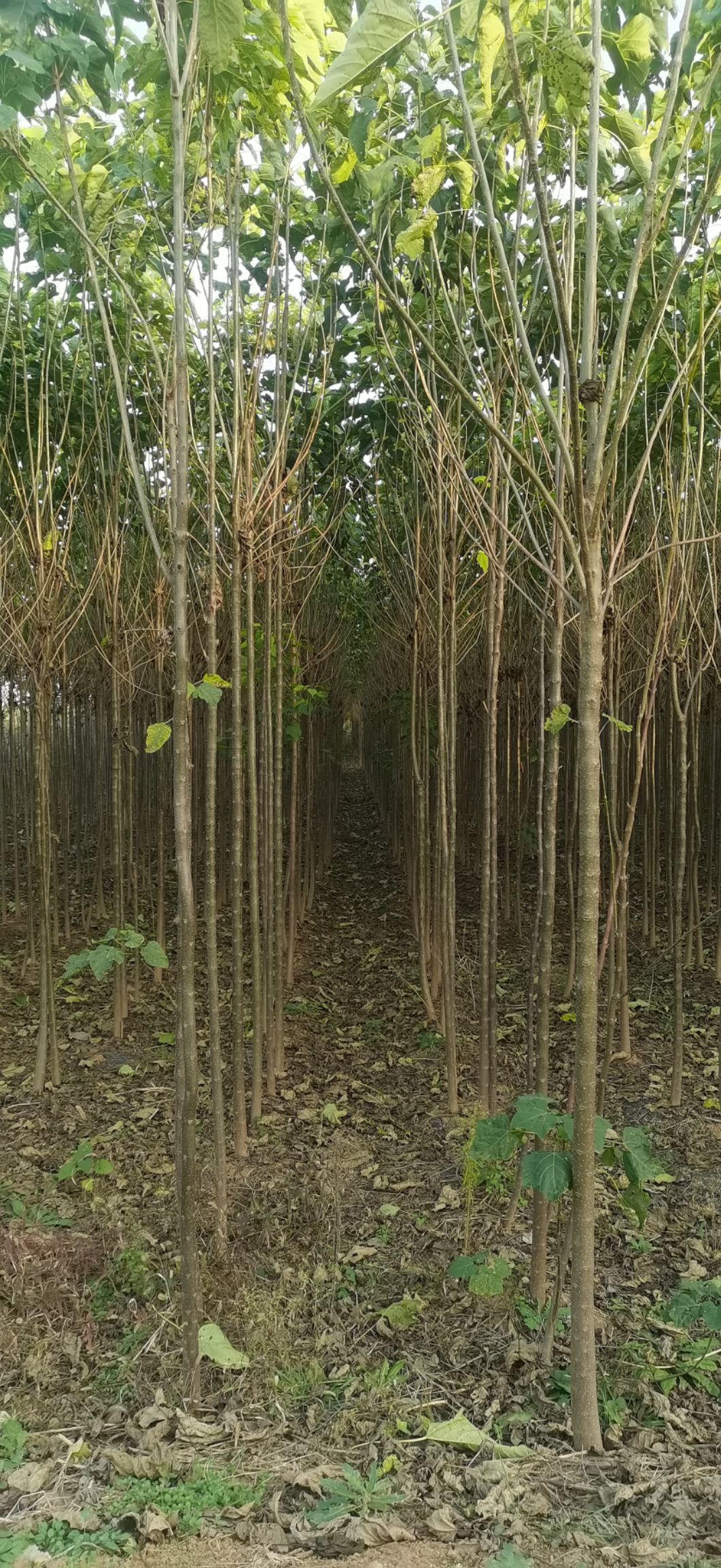 河南楸 