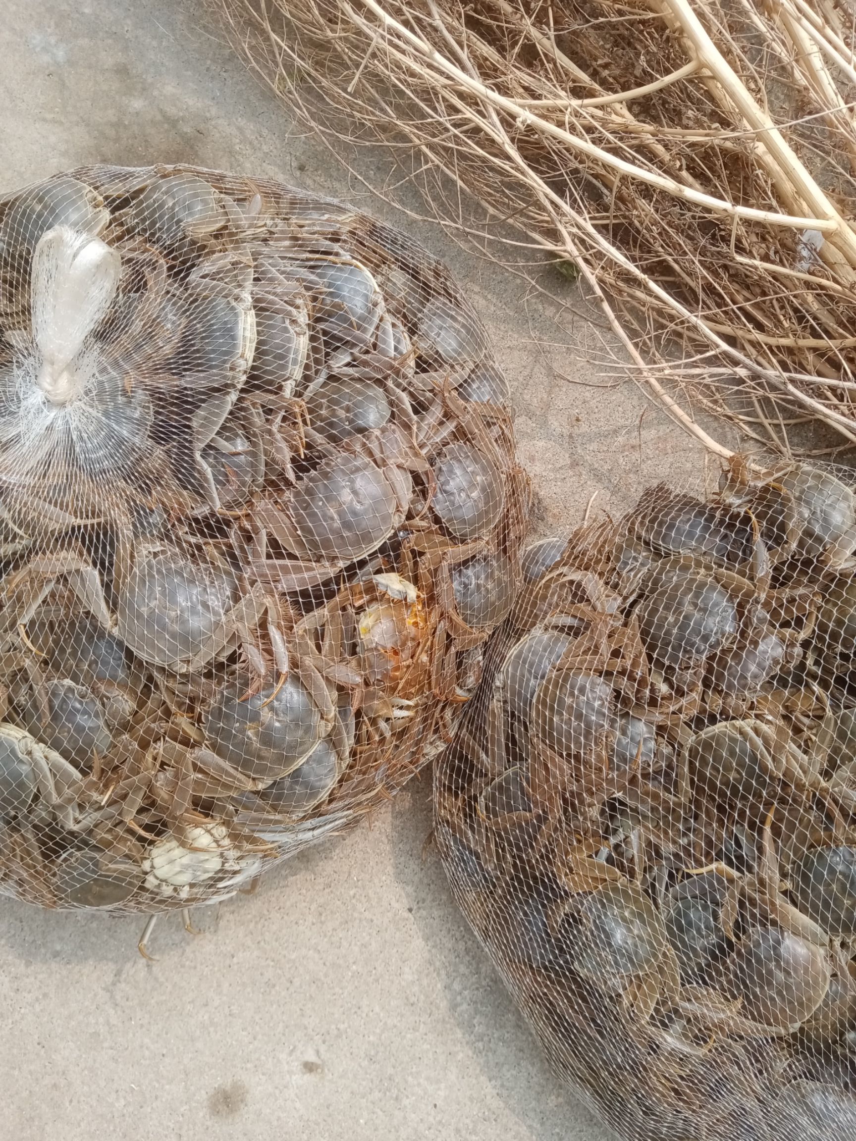 水阳大闸蟹 母蟹 2.0两以下