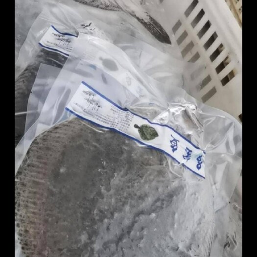 青岛大菱鮃 多宝鱼鲜活冷冻批发