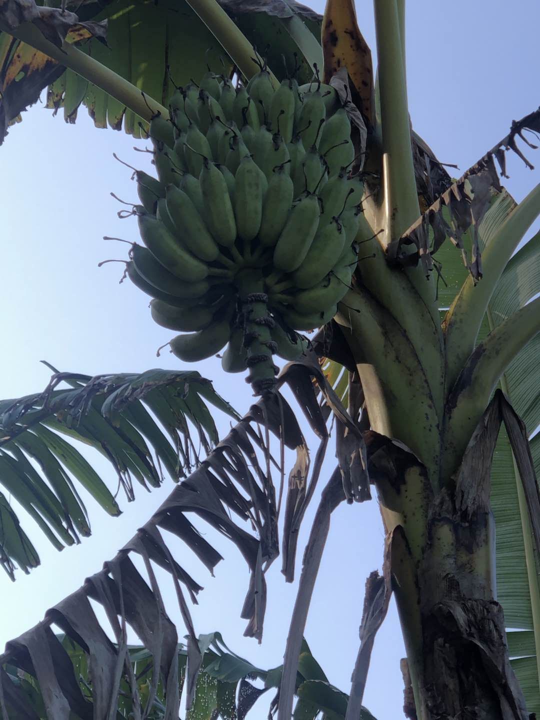 自家种的芭蕉，新鲜货源，