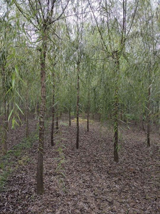 垂柳旱柳金丝柳馒头柳白蜡国槐