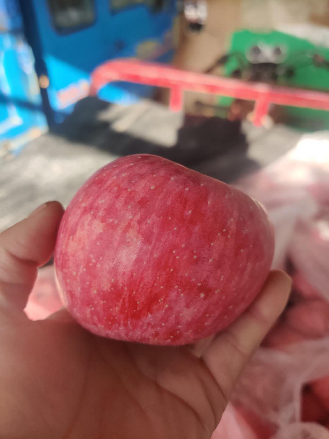 80以上优质苹果红富士苹果纯商品果联系时提惠农网