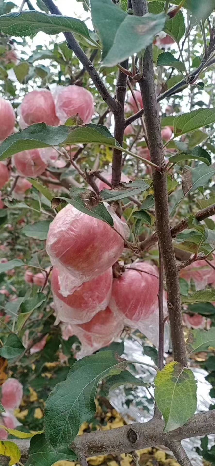 临猗苹果  芮城中条山山下苹果，甜度高，水分大。皮薄