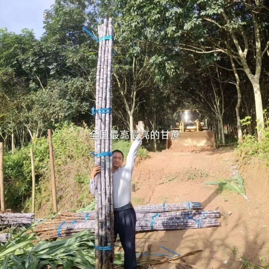 黑皮甘蔗，甘蔗，高长粗大，脆甜可口，量大从优，提供回头车