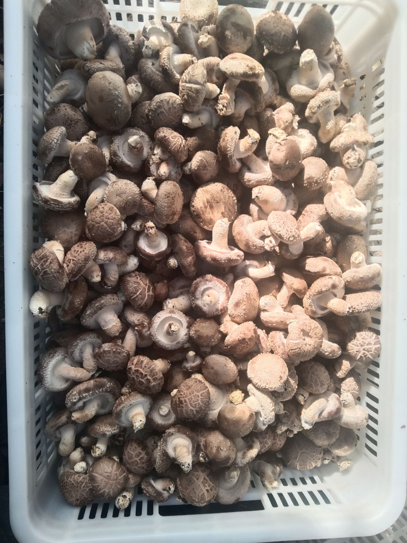 鲜花菇  25年新鲜菇白面菇，冷库方便，百万斤供应量