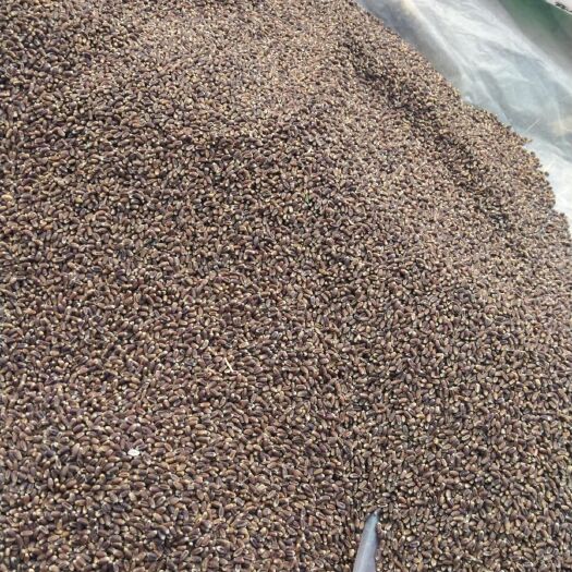 黑麦  现货供应黑小麦 质量保证