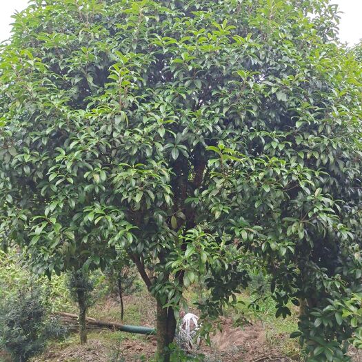 奉新县金桂 这里的桂花树品种其，价格优！我在奉新等你哦