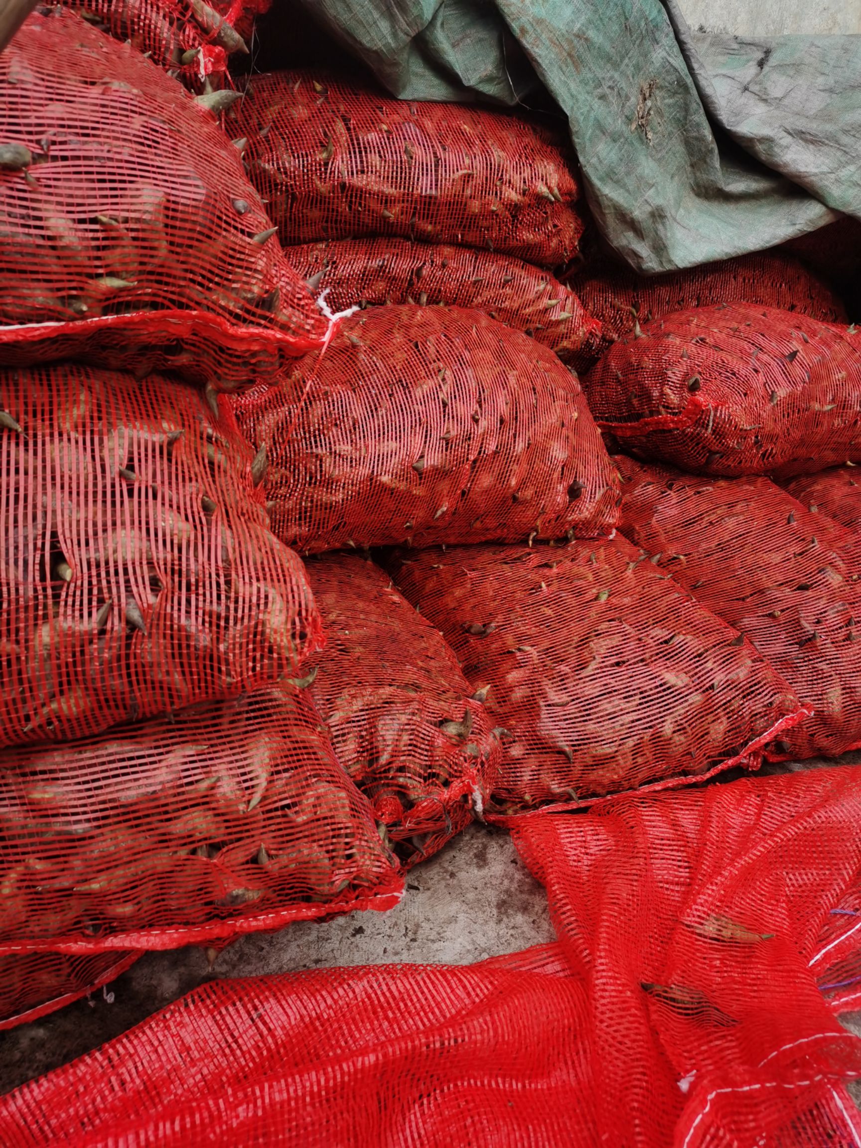 大菱角：微山湖特产大菱角一手货源精挑细选