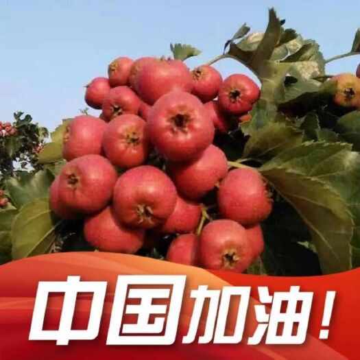 临朐县大金星山楂  山楂个头大红润有光泽！