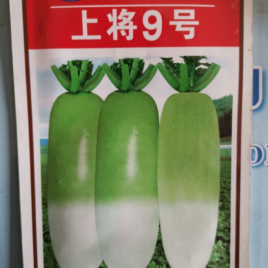 青萝卜种子  青头萝卜 上将9号