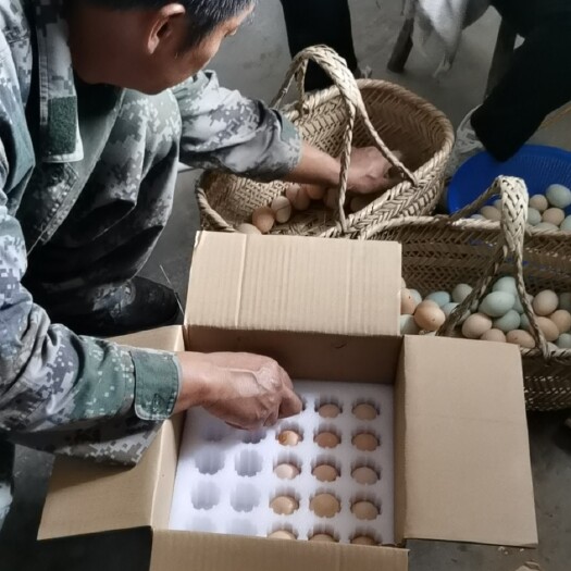 旌德县草鸡蛋  土鸡蛋初生蛋绿壳蛋粉壳蛋老母鸡公鸡全国包邮