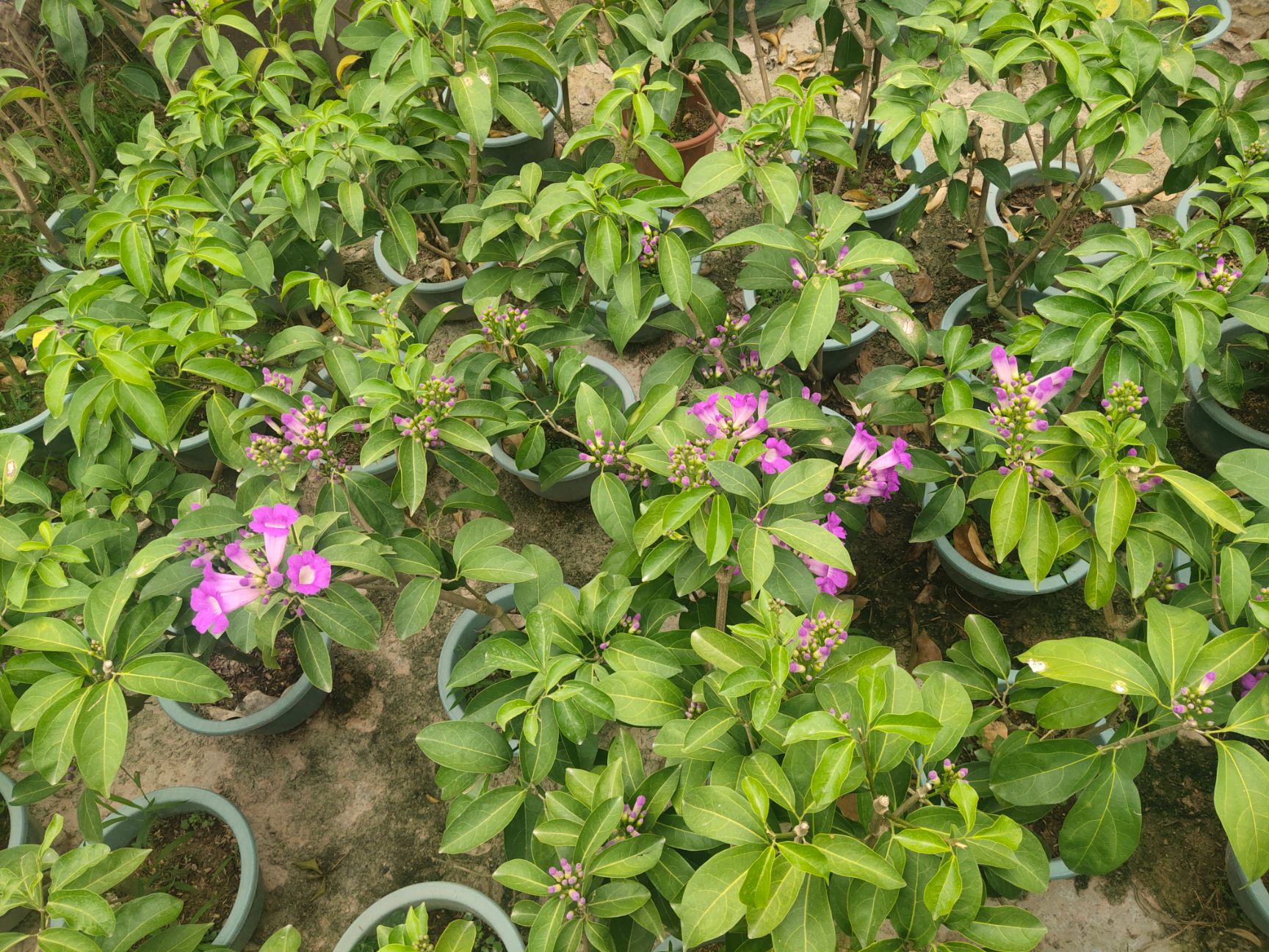 紫藤  蒜香藤苗