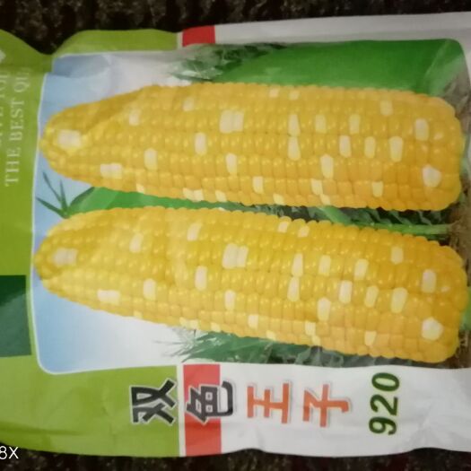 麻栗坡县 水果玉米种子（双色王子920）