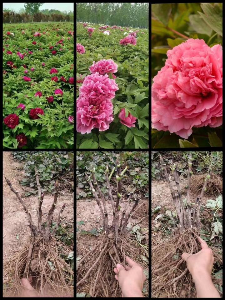 牡丹，观赏牡丹，四季牡丹，自产自销，现货批发，全国包邮。