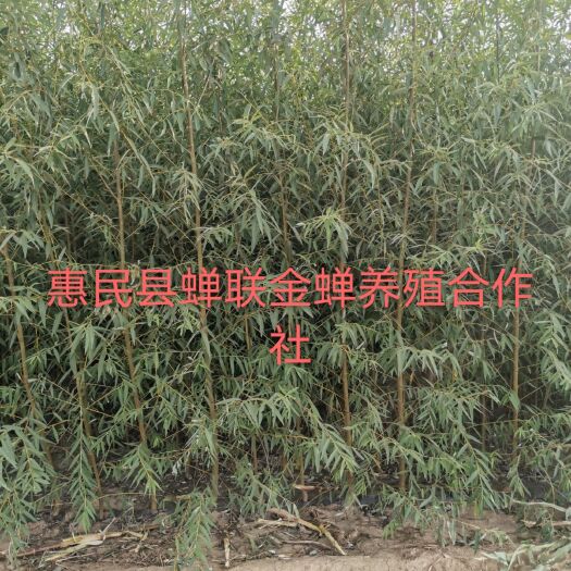 惠民县柳树苗  竹柳垂柳大量有货