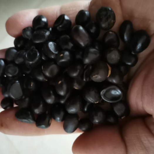 商洛油用牡丹籽、无硫、产地一手货源