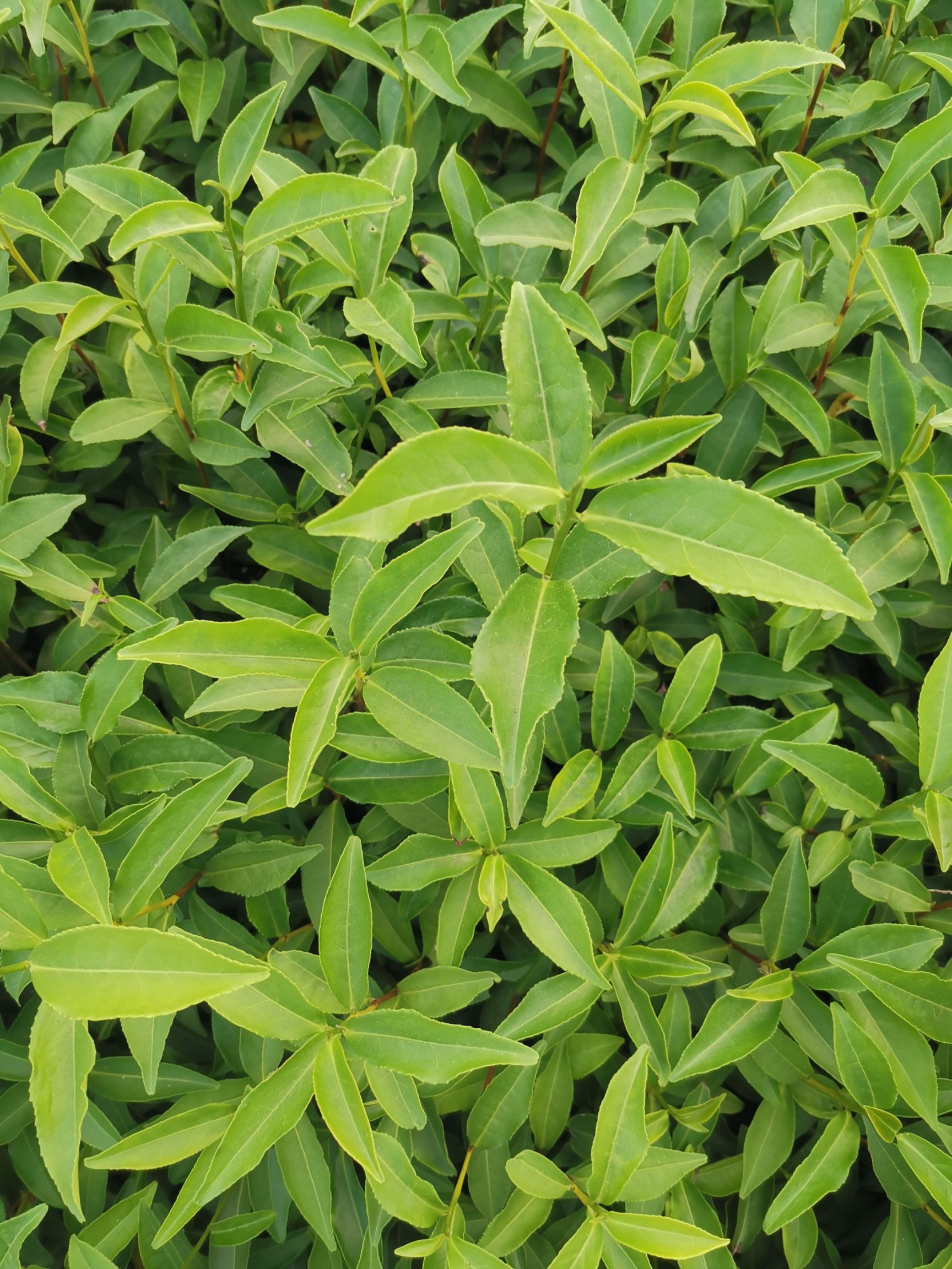 梅占茶苗  梅占茶树苗 一年生冬插苗福建福安苗圃直销大量供应