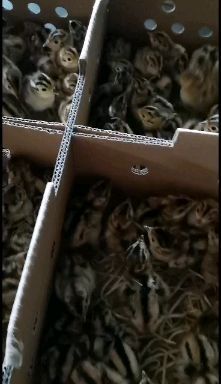 南宁七彩山鸡苗，厂家直销包疫苗成活