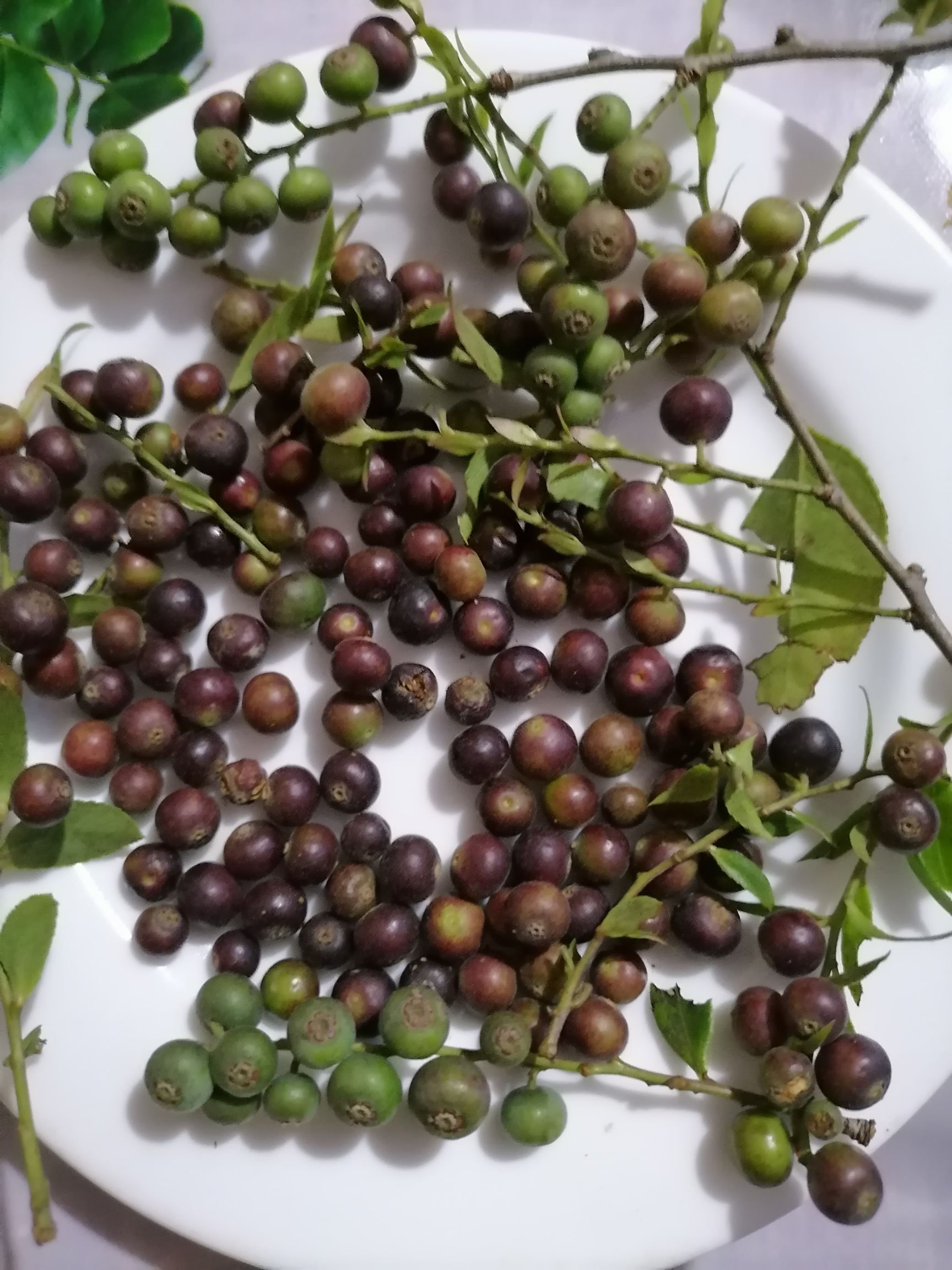 乌饭果，乌米饭叶种子，等