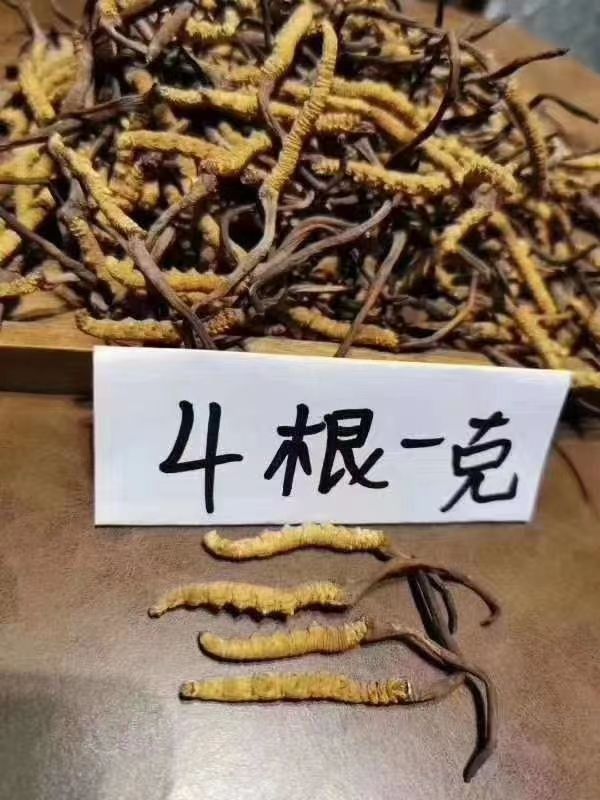 果洛州雪山虫草 冬虫夏草