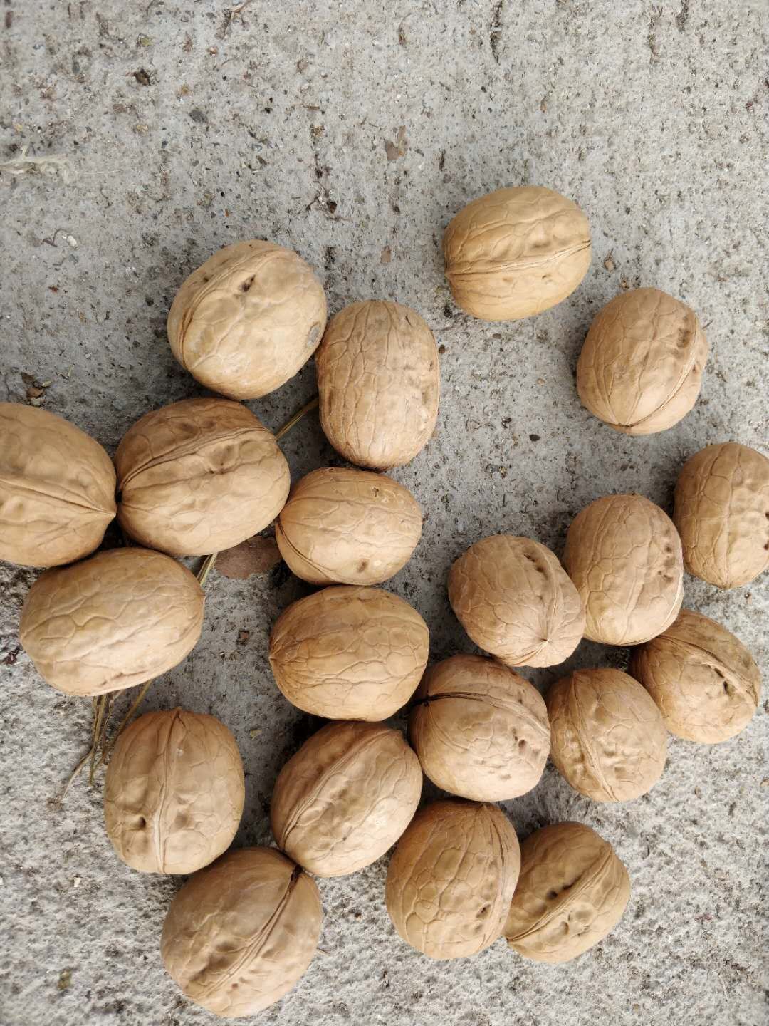 新疆新2薄皮核桃  新疆阿克苏纯正新2核桃