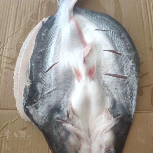 深圳巴沙鱼 
