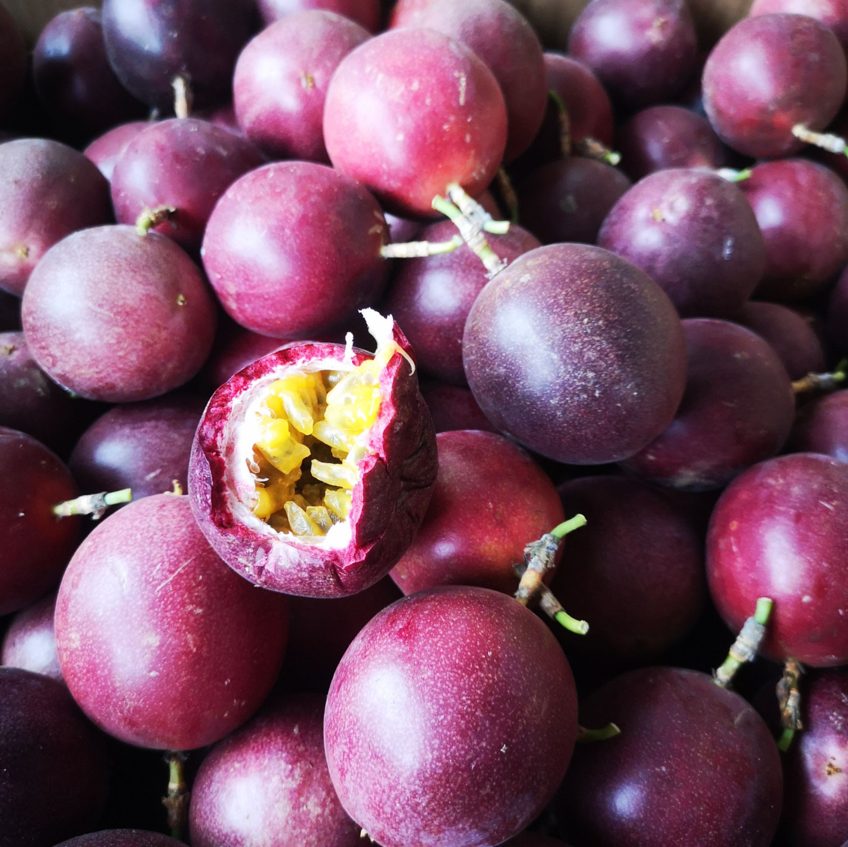 台农一号百香果有好货高山台农百香果现摘现发