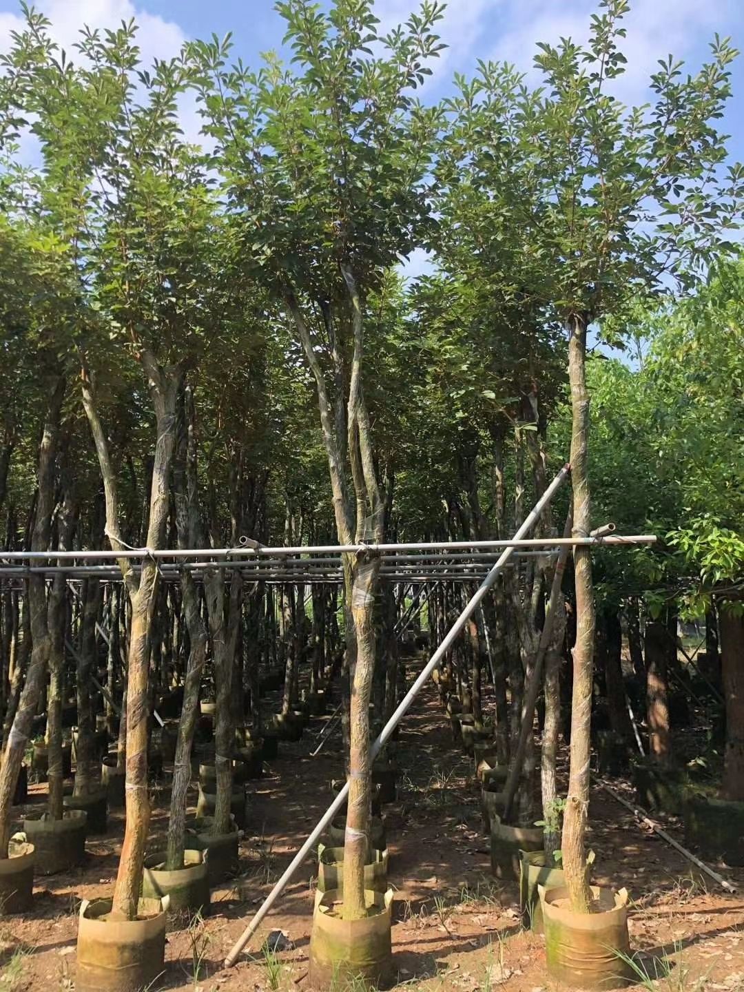 黄花风铃木 黄花（多花）风铃木 5-12公分