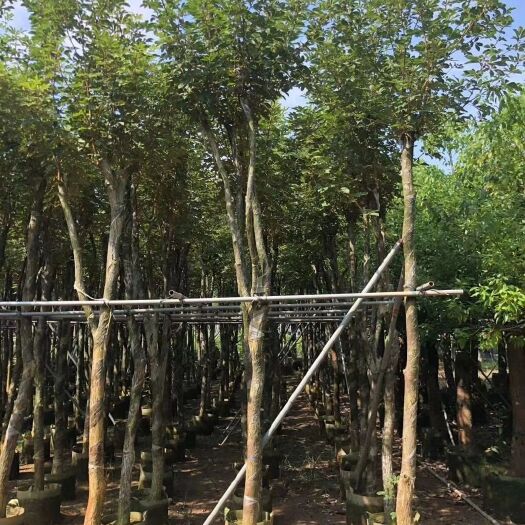 普宁市黄花风铃木 黄花（多花）风铃木 5-12公分