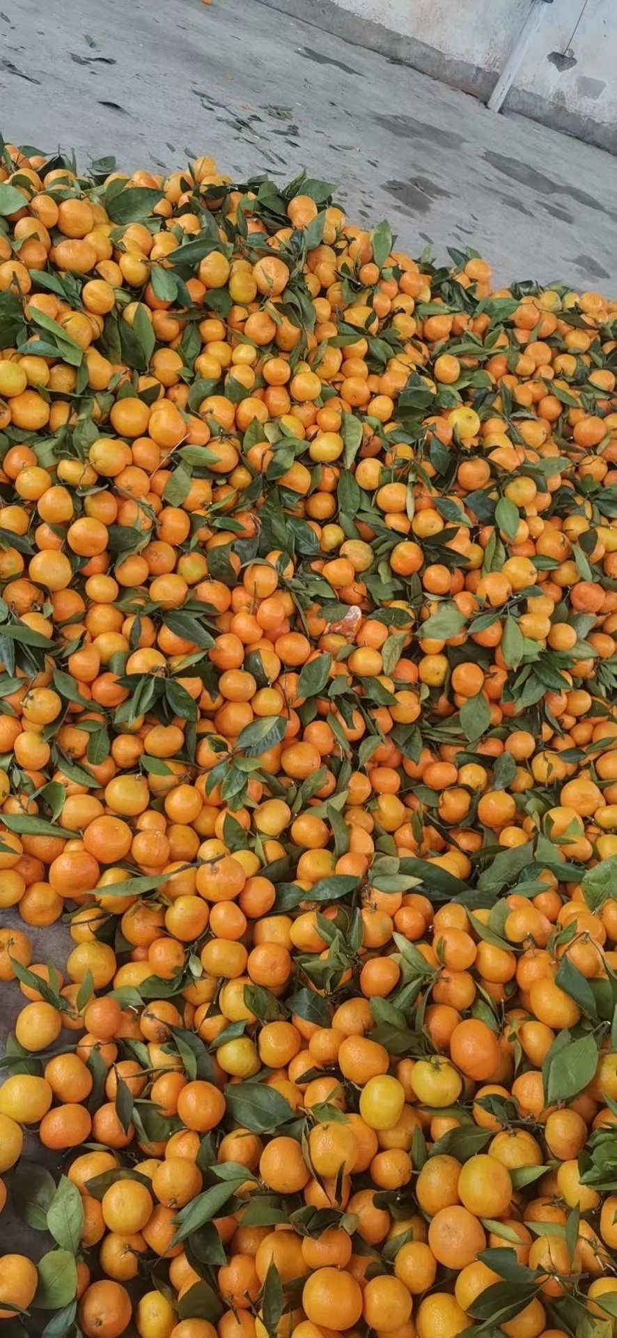 柑桔  陕西汉中城固精品蜜橘