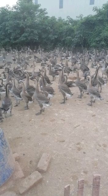 马岗鹅  大量供应60天次品马岗黑鬃鹅，5元一斤