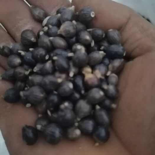 屏边县屏边薏米 大量出售薏米