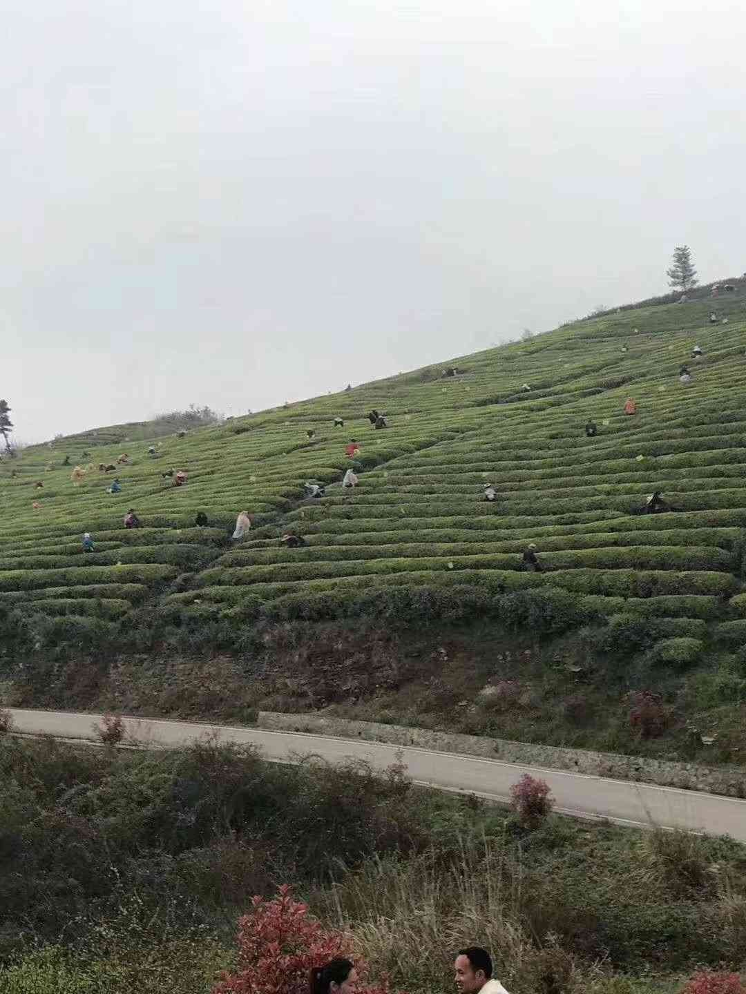 都匀毛尖，中国十大名茶之一，也是贵州三大名茶之一