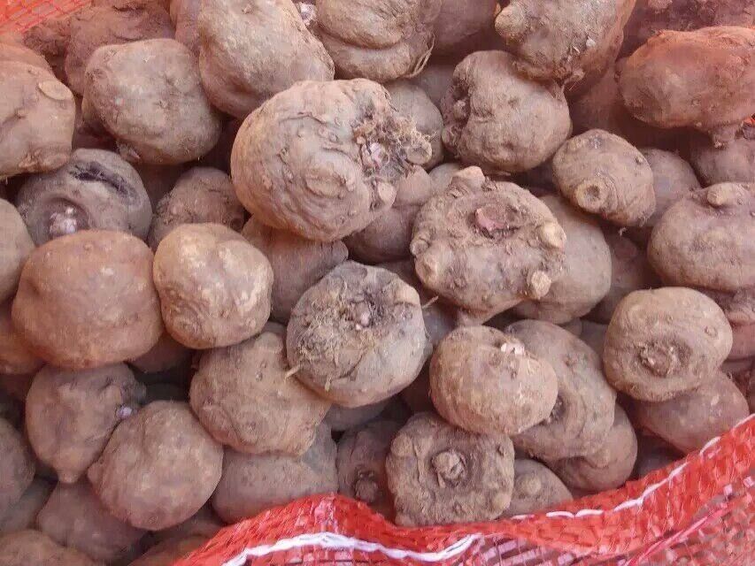  大量批发基地花魔芋，魔芋种子，全国发货周边送货，量大从优。