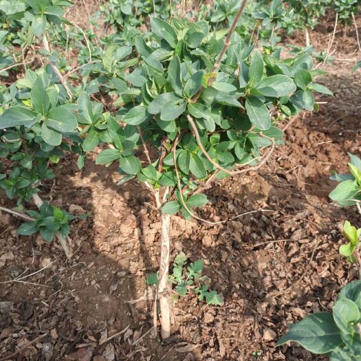 平邑县四季金银花苗，百花一号，基地直发，假一赔十