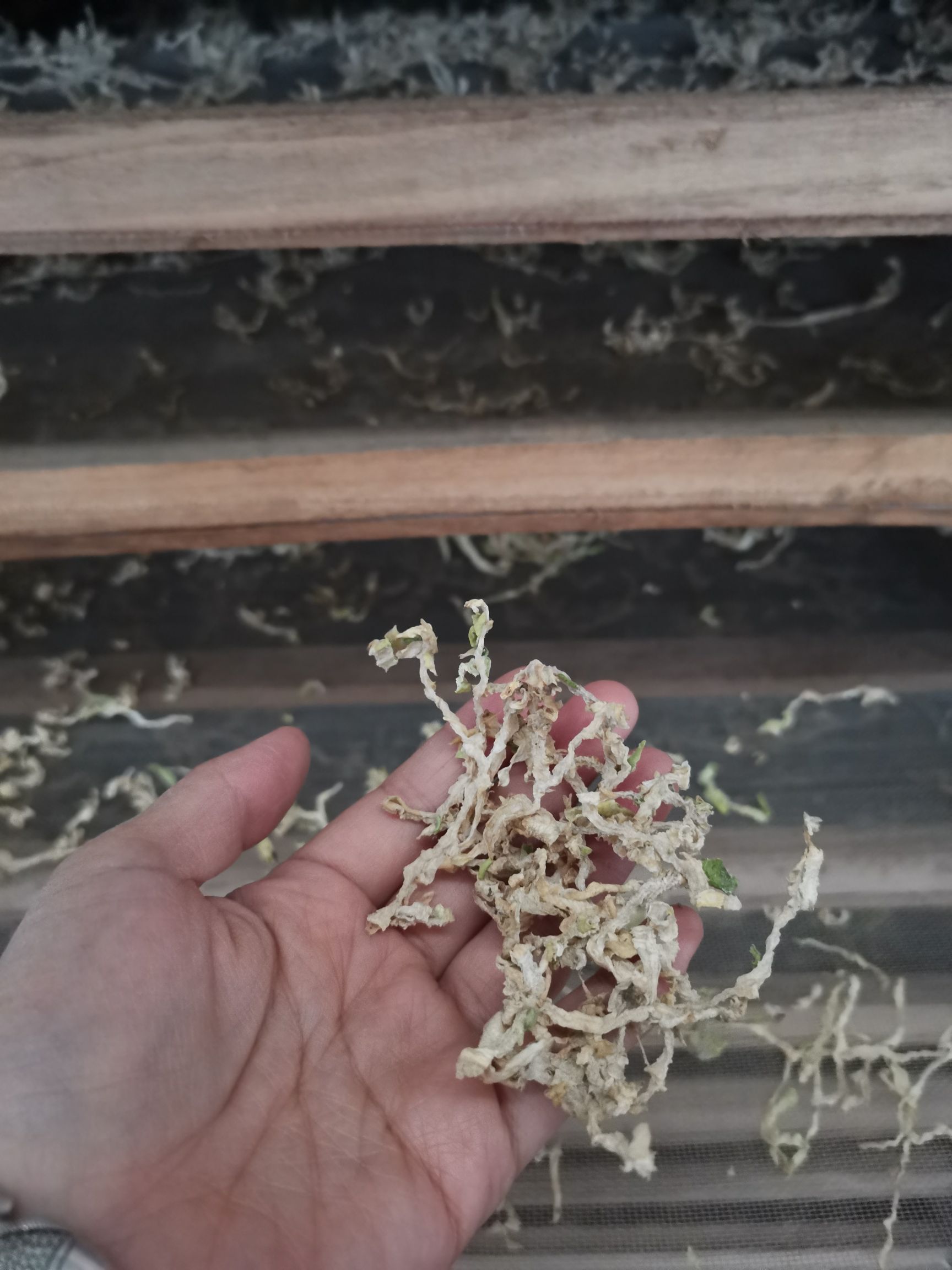 烘干房  菊花烘干设备鲜花可烘烤400～500斤附带60个烤盘