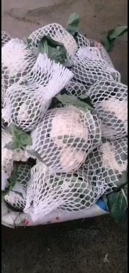 白面青梗松花菜 优质有机花，一手货源，基地直发。欢迎与您合作。