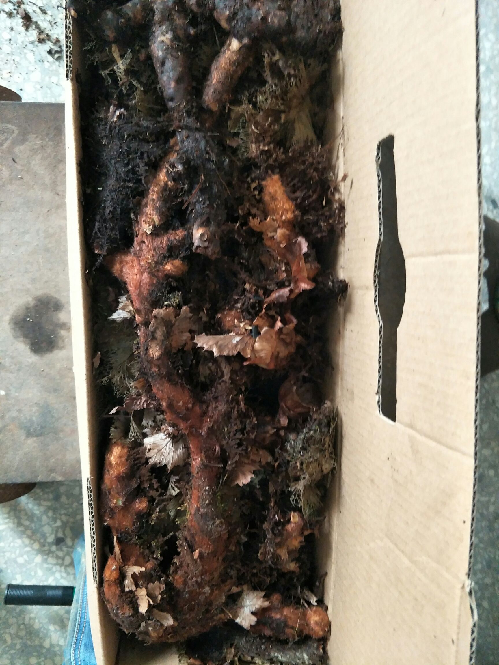 骨碎补（包邮，下单18小时内发货）