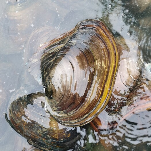沙洋县黄沙蚬 清水贝产品，一手优质水产品，常年供货